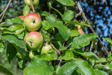 Frische Äpfel am Baum - Obstbaum 