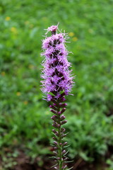 Dense blazing star or Liatris spicata or Prairie gay feather herbaceous perennial flowering plant with tall spikes of purple flowers half open at top with small flower buds waiting to bloom on green l