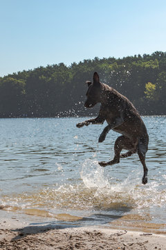 Im Wasser springender Hund