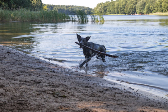 Badender Hund