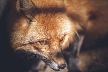 fox