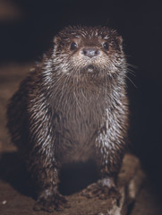otter