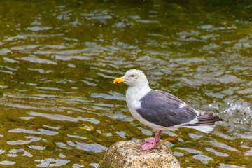 Slaty-backed gull.I photograph it in Pereke river in Utoro Shari-cho, Hokkaido Utoro of Japan(Shiretoko Peninsula).