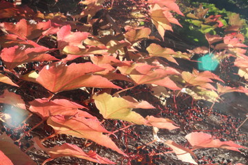 berries in autumn, germany