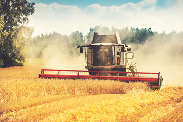 Fototapeta premium combine harvester working on the cereal field