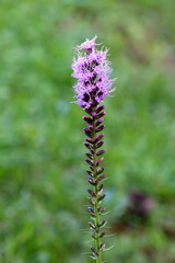 Dense blazing star or Liatris spicata or Prairie gay feather herbaceous perennial flowering plant with tall spikes of purple flowers partially open at top with small flower buds waiting to bloom on gr