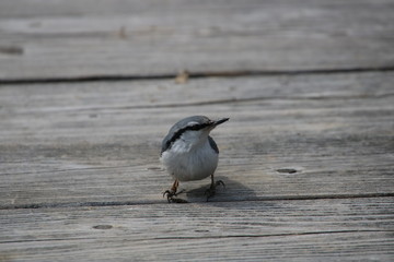 A cute nuthatch  walking on the board