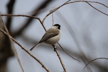 A tit on the branch
