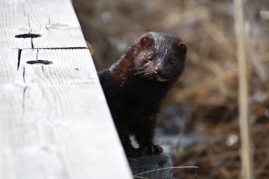 Cute american mink