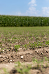 Frische Pflänzchen auf Feld, Landwirtschaft 