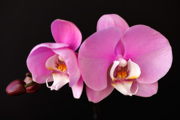 Fototapeta na wymiar Pink-white orchid (orchidaceae) flower on the black background