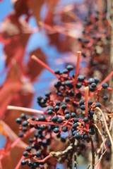 berries in autumn, germany