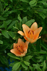 Flower Red Lily on a blurred background