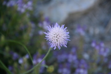 Fleur de montagne