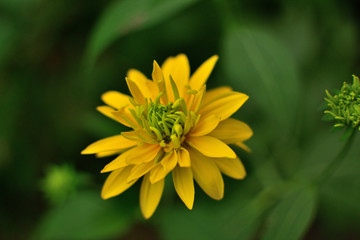 Rudbeckia laciniata on a blurred background