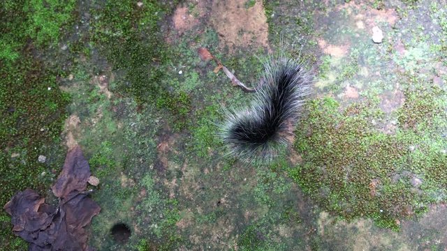 Black hairy caterpillar crawling in humid forest, itchy insect