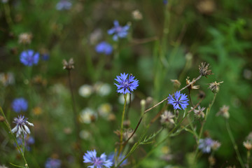 Wildflowers Cornflower Centauréa soft background