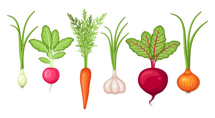 Farm vegetables harvest set with carrot, onion, garlic, radish, beet root - 215510845