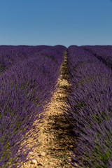 Fototapeta na wymiar Purple lavender field in Valensole, France
