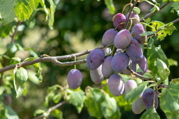 Ripe plums hanging at the plum tree