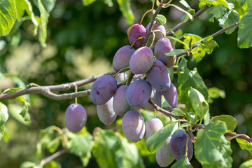 Ripe purple plums hanging at the plum tree in orchard