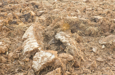 Salt stains on soil surface