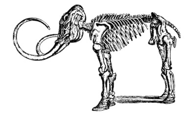 Vintage Mammoth Skeleton Illustration