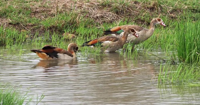 Egyptian Goose, alopochen aegyptiacus, Adults standing in Water, Nairobi National Park in Kenya, real Time 4K