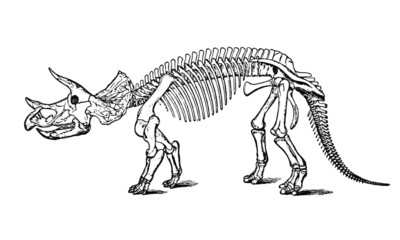 Vintage Dinosaur Skeleton Illustration