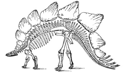 Vintage Dinosaur Skeleton Illustration © RetroDepot
