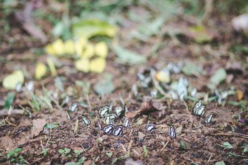 Many butterflies in the forest in rainy day