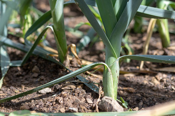 Young growing leek plants in garden