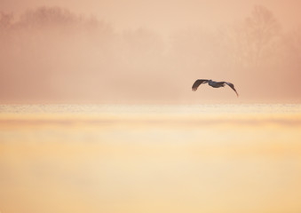 Dalmatian pelican over surface