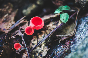 champagne mushroom in the forest on rainy day