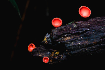 champagne mushroom in the forest on rainy day