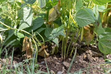 Buschbohnen mit reifen Früchten in einem Gemüsegarten im Sommer