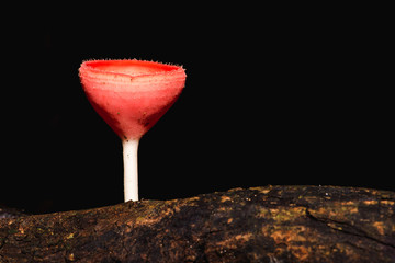 champagne mushroom in the forest on rainy day
