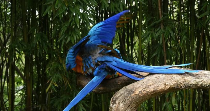 Blue-and-yellow Macaw, ara ararauna, Pair Mating, Reel Time 4K