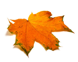 Autumn orange dried maple-leaf