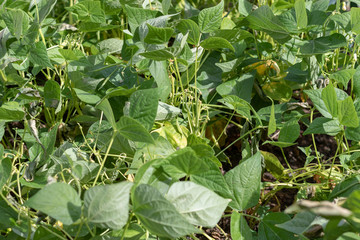 Bohnenpflanzen mit reifen Bohnen in einem Gemüsebeet