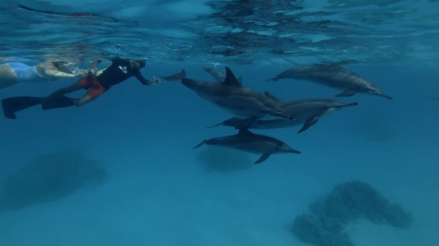 Group of tourists look at a pod of Dolphins (Spinner Dolphin, Stenella longirostris) Underwater view, Close-up, Underwater shot, 4K / 60fps
