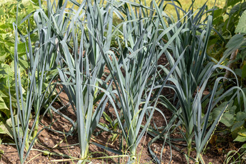 Growing leek plants in the vegetable patch in garden