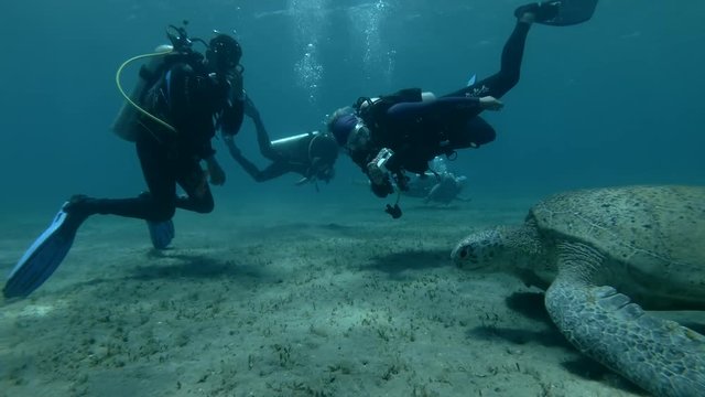 Group of scuba divers look at on old male Green sea turtle dives down to the scuba diver (Chelonia mydas) Underwater shot, 4K / 60fps
