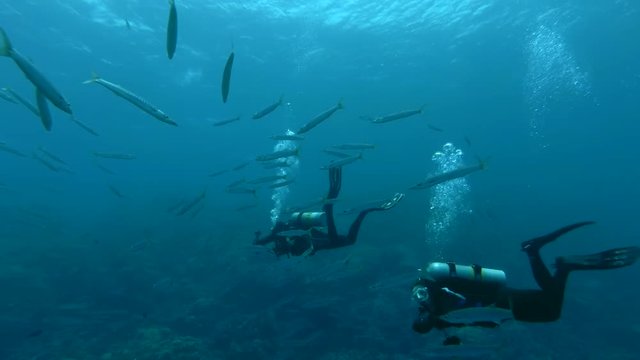Two scuba divers man and woman swim in the school of Yellow-tail Barracuda (Sphyraena flavicauda) Underwater shot, 4K / 60fps 
