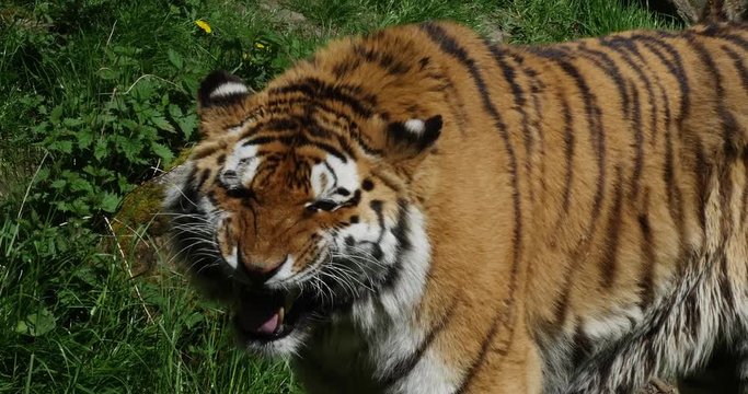Siberian Tiger, panthera tigris altaica, Portrait of Adult Snarling, in Defensive Posture, Real Time 4K