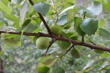 Apricot on the tree