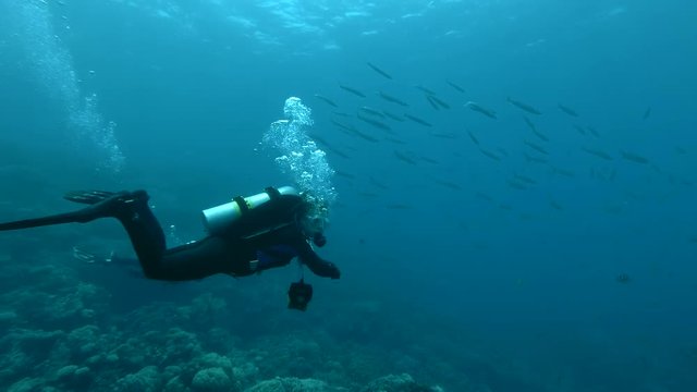 Two scuba divers man and woman looks at on school of Yellow-tail Barracuda (Sphyraena flavicauda) Underwater shot, 4K / 60fps 
