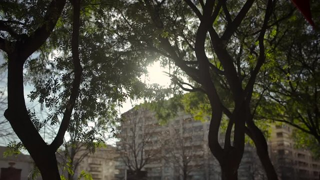 Sun behind the trees