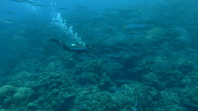 Male scuba diver with the camera swim and shots to school of Yellow-tail Barracuda (Sphyraena flavicauda) Underwater shot, 4K / 60fps 
