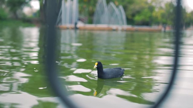 Duck in the river